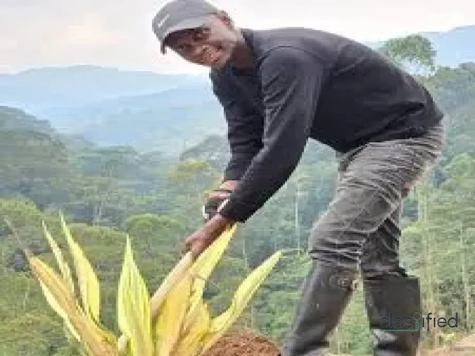 Atukunda Didan: The Visionary Leading Mambo Gorilla Safaris into Africa’s Eco-Tourism Future