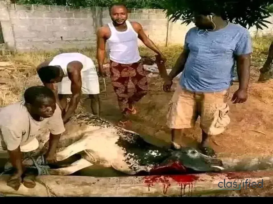 REAL ILLUMINATI AGENT +256768253786/+256702335894 